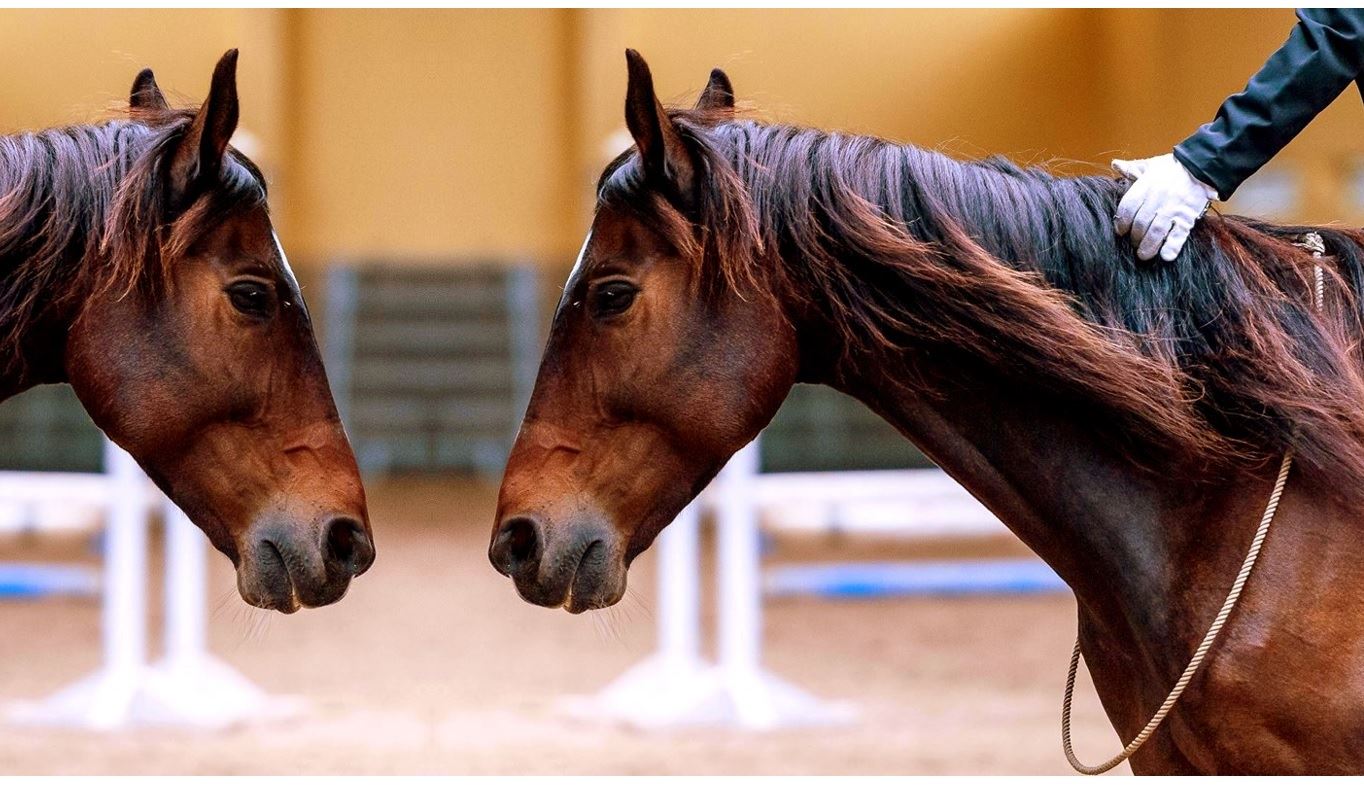 II. World Bridleless Riding Championships