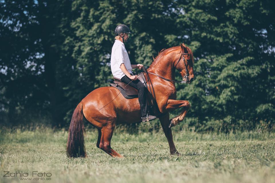 Fair to the horse - Academic art of Riding