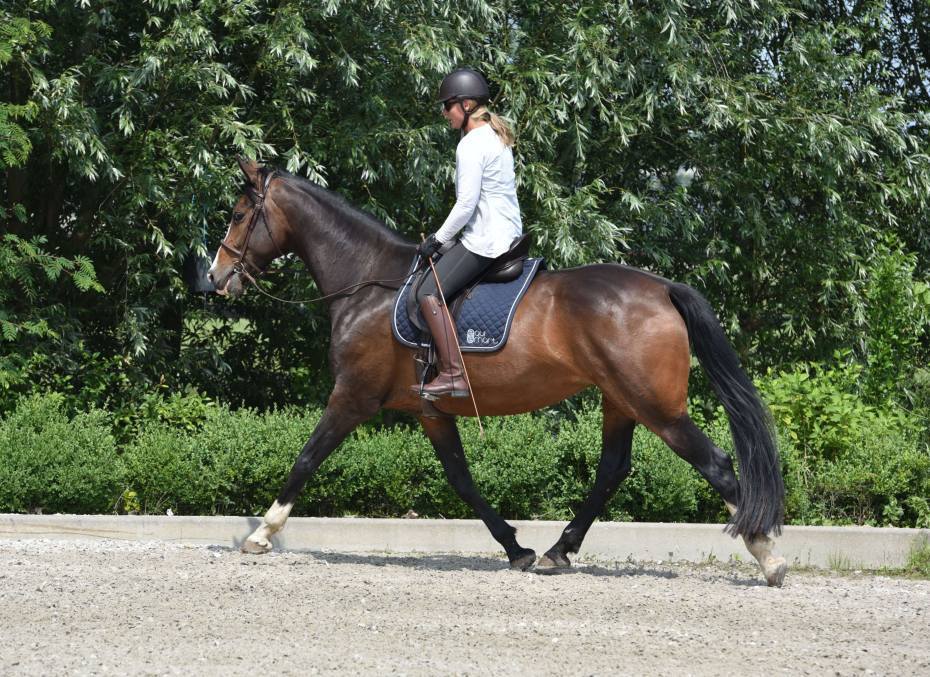 Kůň na tomto obrázku je doprava křivý kůň. Padá na své vnitřní (levé) rameno. Aby zůstala v rovnováze musí zvednou svou hlavu nahoru a ven (doprava). Přestože je díky tomu v „rovnováze“, nejedná se o zdravý způsob řešení přirozené křivosti. Její svaly musí v této pozici kompenzovat a její hřbet je křivý.